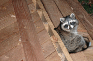 Wood Specials - cumaru-racoon-300x198