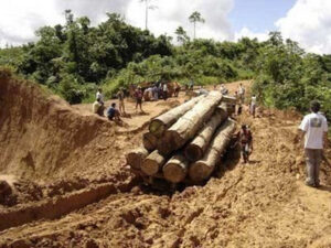 Ipe from the Jungle - ipe-Jungle-3-300x225