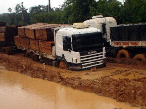 Ipe from the Jungle - ipe-Jungle-4-300x225