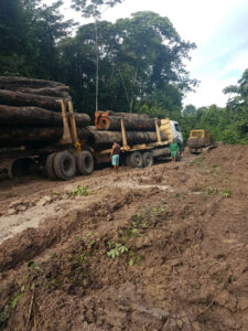 Ipe from the Jungle - ipe-Jungle-5-225x300